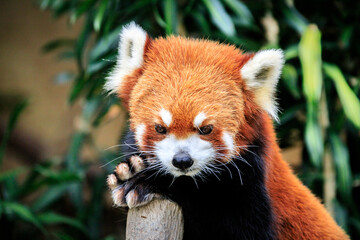Adorable Red Panda Resting on a Wooden Post