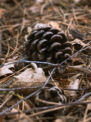 A pine cone isolated on the ground with twigs and leaves