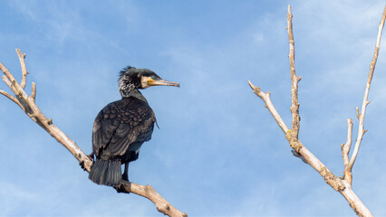 Great black cormorant on a dry. tree branch