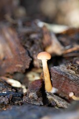 Fototapeta premium Close-up vertical shot of Tubaria furfuracea mushroom in a forest setting with a blurred background.