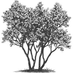 Obraz premium Hand Drawn Black and White Illustration of a Blooming Tree