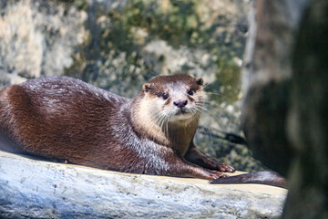 Adorable Otter Relaxing on a Sunny Day