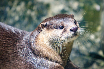 Close-Up of an Otter with Whiskers in Focus