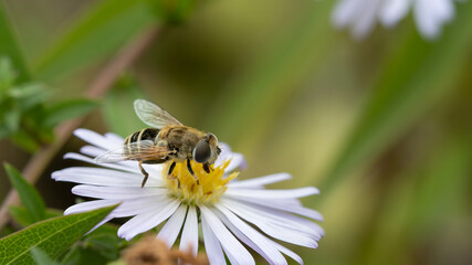 Hover fly on white flower - Eristalis arbustorum