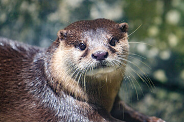 Close-Up Portrait of an Alert River Otter