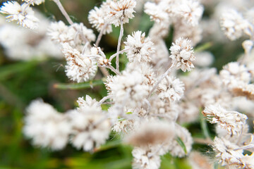flowers in spring