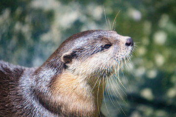 Close-Up of an Otter with Whiskers in Focus