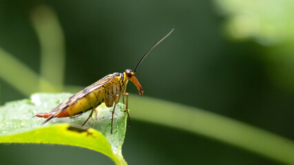 Meadow Scorpionfly - Panorpa cf. vulgaris