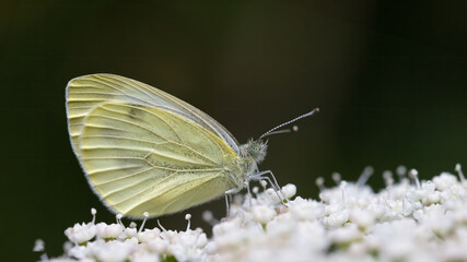 Small white - Pieris rapae