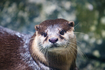 Close-Up Portrait of an Alert River Otter