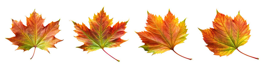 Fototapeta premium Four Autumn Maple Leaves Isolated On Transparent Background.