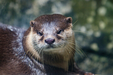 Close-Up Portrait of an Alert River Otter