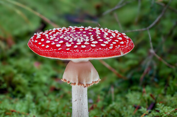A Beautiful and Vibrant Red and White Mushroom Thriving in a Lush Forest Setting