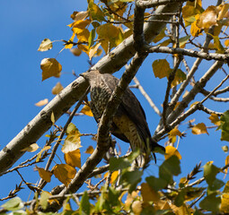 Buzzard perched on a tree