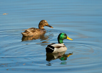 Pair of ducks on the lake