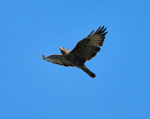 Buzzard in flight