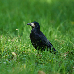 Crow in the grass