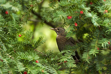 Juvenile song thrush bird