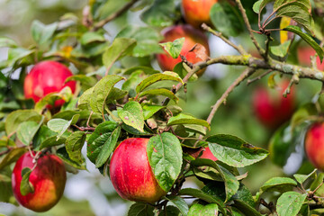 Obraz premium Reife Äpfel am Baum