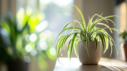 A healthy spider plant with its signature long, arching leaves, placed on a shelf in a well-lit room.