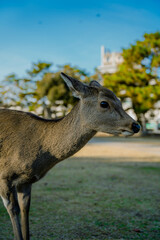 auntumn scenery in nara park