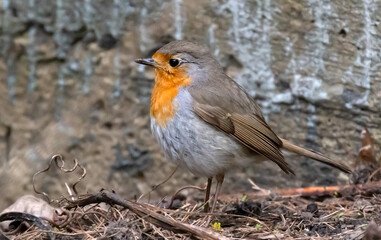 orange breast european robin on grey background