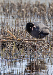eurasian coot in nest between dry plants