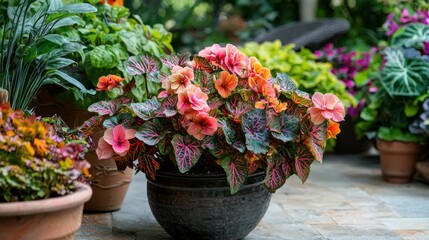 A colorful Rex Begonia on a patio, surrounded by other potted plants, creating a vibrant outdoor seating area.