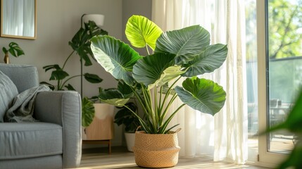 A large Elephant Ear plant in a corner of a spacious room, providing an exotic, tropical feel to the decor.