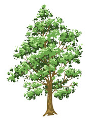 Fototapeta premium Vector hand drawn Green trees isolated illustrations. Forest foliage plants. Botanical natural flat vector illustration isolated on white