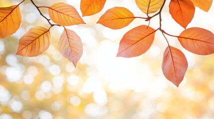Vibrant autumn leaves glow in soft sunlight, showcasing shades of orange and gold against a blurred background.