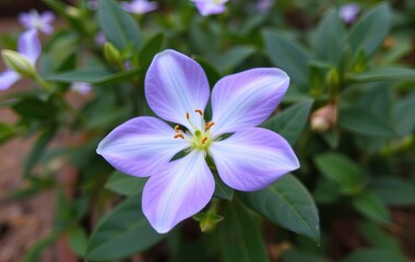 A delicate purple flower with a yellow center blooms in a lush green garden.
