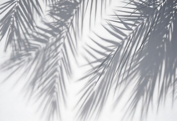 abstract background of shadows palm leaves on a white wall. White and Black

