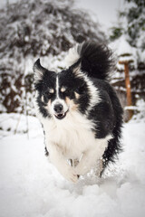 Tricolor border collie is running on the field in the snow. He is so fluffy dog.	

