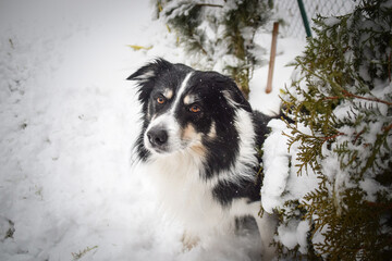 Tricolor border collie is sitting on the field in the snow. He is so fluffy dog.	
