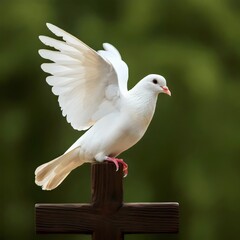 Green background with a white pigeon sitting on a wooden cross. 