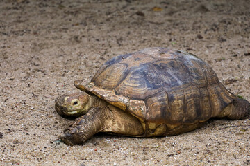 Close up head Sulcata tortoise in the garden at thailand
