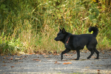 Summer portrait of dog. He is so cute in the nature. He has so lovely face	