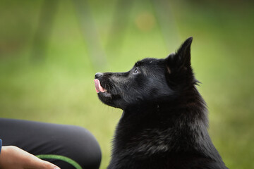Summer portrait of dog. He is so cute in the nature. He has so lovely face	