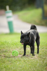 Naklejka premium Summer portrait of dog. He is so cute in the nature. He has so lovely face 
