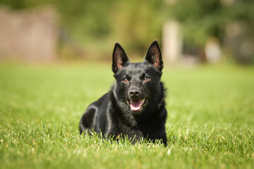 Summer portrait of dog. He is so cute in the nature. He has so lovely face	
