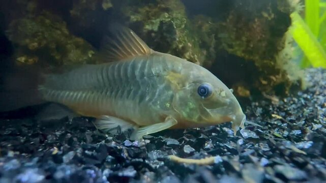 corydora fish resting at the bottom of the aquarium