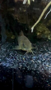 corydora fish resting at the bottom of the aquarium