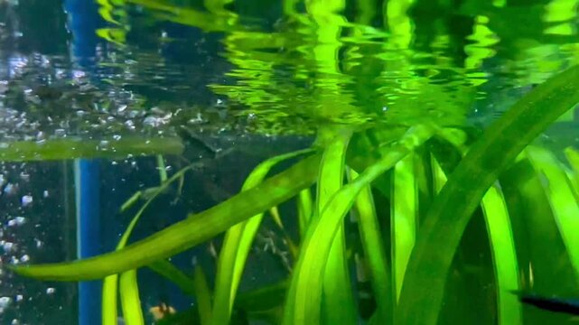 In-water video of freshwater aquarium with tropical fish and plants. Breed fish: scalar (or angelfish), danio rerio and Gymnocorymbus ternetzi of colors