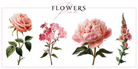 Pink garden flowers isolated on a white background. Vintage painting style illustration.