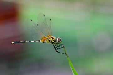 spider on a web