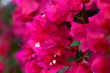 Vibrant bougainvillea blooms adorn a sunny garden in full splendor during the peak of spring\'s...