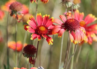 Fototapeta premium Red flowers at the end of Summer