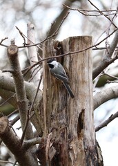 Chickadee in the Winter on Dead Tree