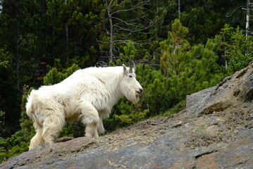 Obraz premium white Mt Goat in the mountains, Canadian Rockies, Alberta, Banff, Nature, Wildlife